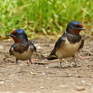 Barn Swallow